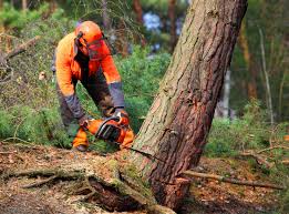 Best Lawn Grading and Leveling  in Brookfield, WI