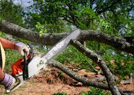 Best Stump Grinding and Removal  in Brookfield, WI