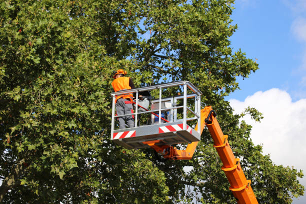 Best Hedge Trimming  in Brookfield, WI