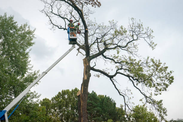  Brookfield, WI Tree Removal Pros