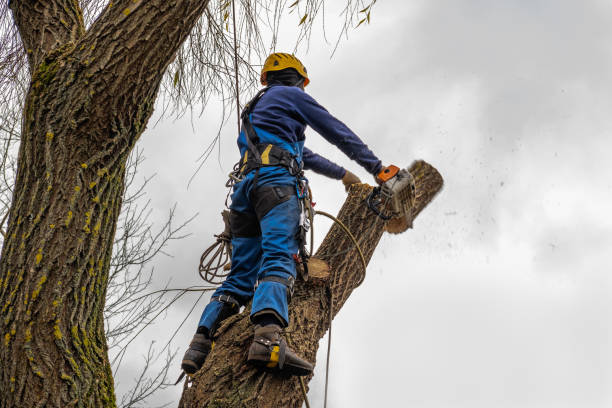 Best Tree Risk Assessment  in Brookfield, WI