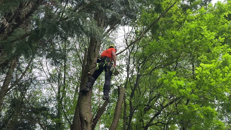 Best Tree Preservation Services  in Brookfield, WI