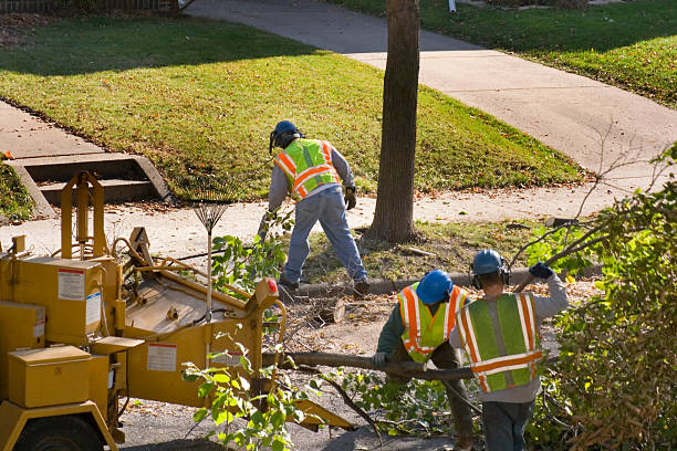 Best Tree Trimming and Pruning  in Brookfield, WI