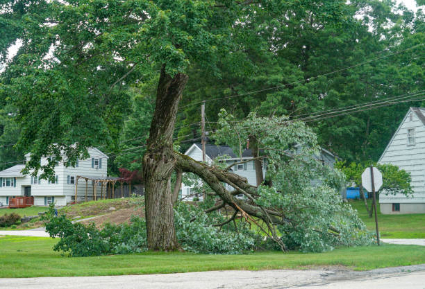 Reliable Brookfield, WI Tree Removal Solutions