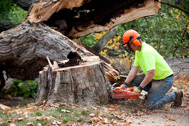 Best Commercial Tree Services  in Brookfield, WI