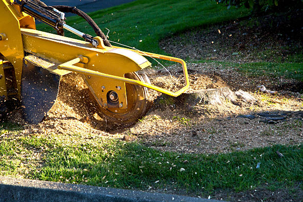 Best Tree Disease Treatment  in Brookfield, WI