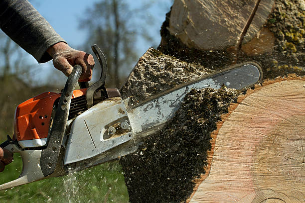 Best Tree Removal  in Brookfield, WI